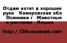 Отдам котят в хорошие руки - Кемеровская обл., Осинники г. Животные и растения » Кошки   